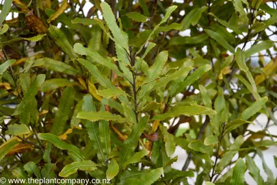 Knightia excelsa (Rewarewa) green, elongated leaves on a tree.