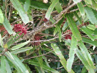 knightia-excelsa-