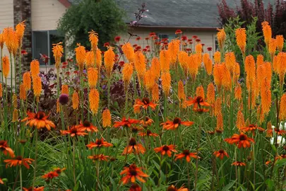 kniphofia-dwarf-orange-1