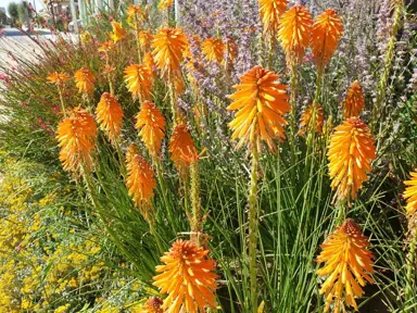 kniphofia-dwarf-orange-3