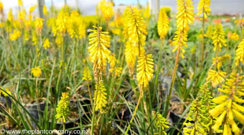 kniphofia-lemon-fizz--1