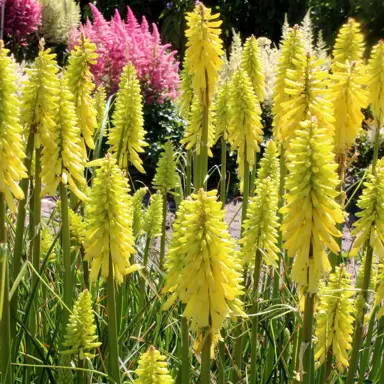 kniphofia-lemon-fizz--2