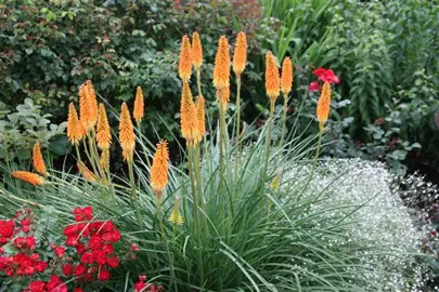 kniphofia-border-ballet-