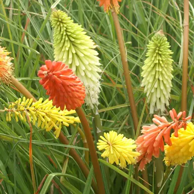 kniphofia-border-ballet-1