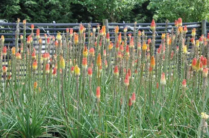 kniphofia-border-ballet-2