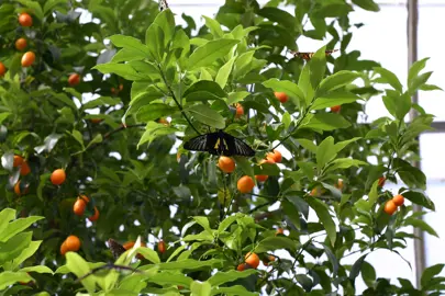 Kumquat 'Calamondin' tree with orange fruit and green foliage.