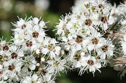 Kunzea ericoides (Kanuka) white flowers close up.