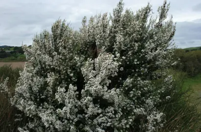 Kunzea ericoides (Kanuka) shrub in full flower.