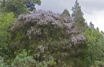 A large Kunzea robusta shrub in a natural setting.