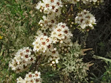 kunzea-robusta-