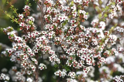 A Kunzea robusta shrub with masses of pretty, white flowers.