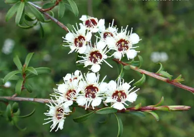 kunzea-ericoides-2