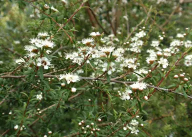 kunzea-ericoides-3