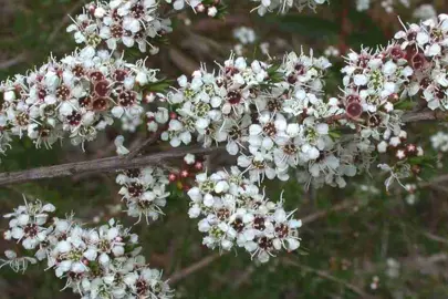 kunzea-ericoides-4