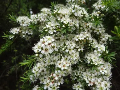 kunzea-ericoides-5