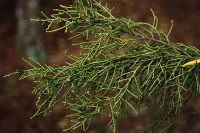 Lagarostrobos colensoi foliage.
