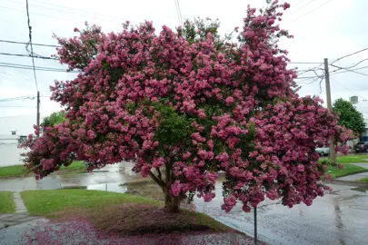 lagerstroemia-bergerac-2