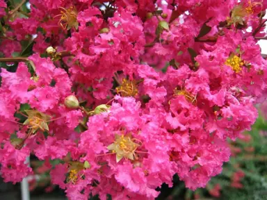 lagerstroemia-bergerac-3