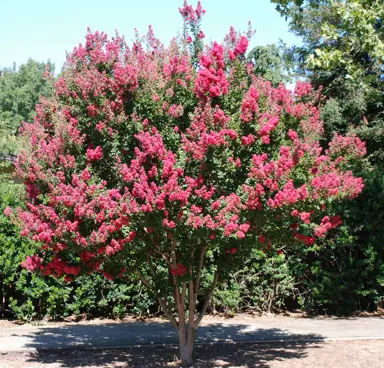 lagerstroemia-saint-emilion-