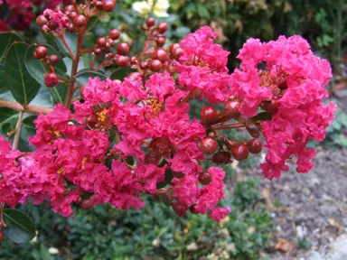 lagerstroemia-saint-emilion-3