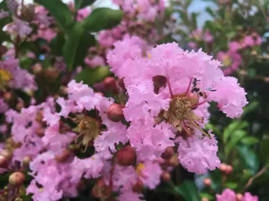 lagerstroemia-soir-dete-1