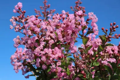 lagerstroemia-soir-dete-2