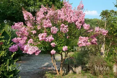 lagerstroemia-soir-dete-3