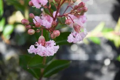 lagerstroemia-soir-dete-5