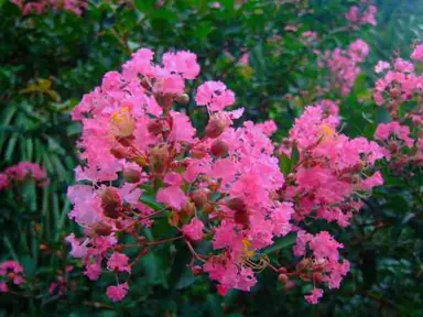 Lagerstroemia 'Little Chief' elegant pink flowers above green foliage.