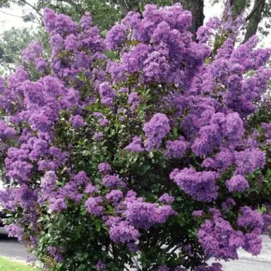 Lagerstroemia 'Petite Orchid' purple flower clusters on a medium-sized shrub.