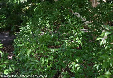 lagerstroemia-subcostata--1