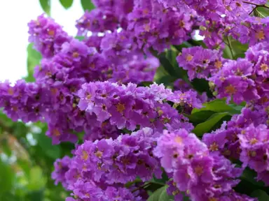 lagerstroemia-tango--1