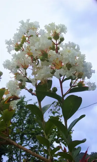 lagerstroemia-kimono-1