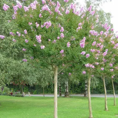 lagerstroemia-d-puard-