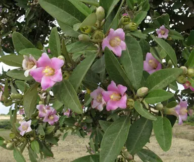 lagunaria-patersonia-