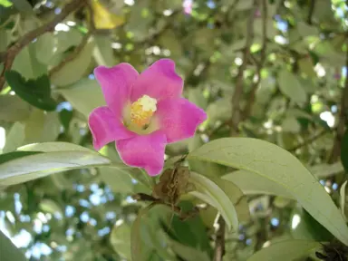 lagunaria-patersonia-1