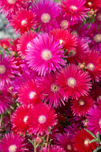 lampranthus-raspberry-explosion-