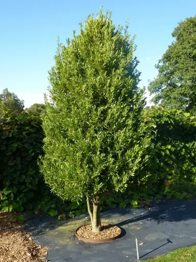 laurus-nobilis-angustifolia--1
