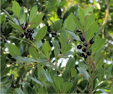 Laurus nobilis - Bay Tree | Free Freight Option