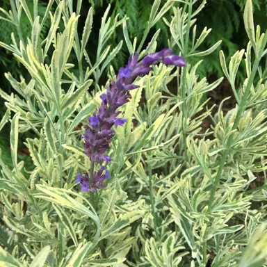 lavender-meerlo-3