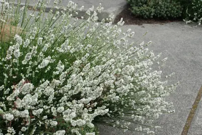 lavandula-angustifolia-alba-