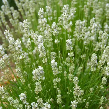 lavandula-angustifolia-alba-1