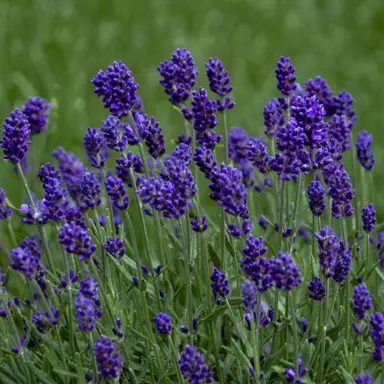 lavender-lavance-purple-