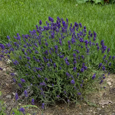lavender-lavance-purple-1