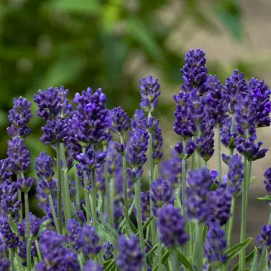 lavender-lavance-purple-2