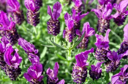Lavandula stoechas (Spanish Lavender) purple-pink flowers.