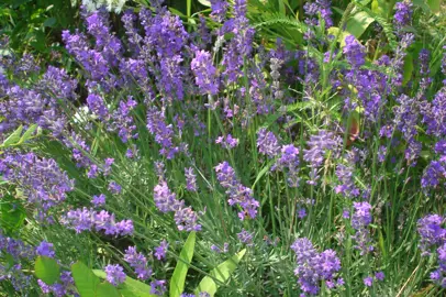 lavandula-angustifolia-