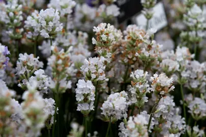 lavender-blue-mountain-white-