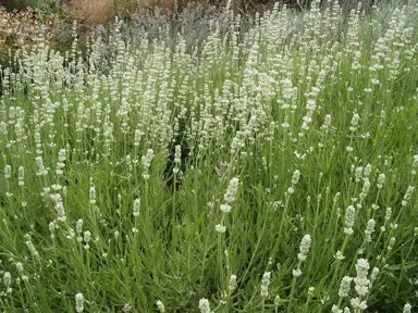 lavender-blue-mountain-white-1