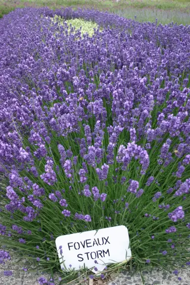 lavender-foveaux-storm-